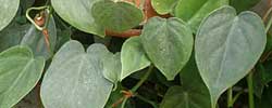 Care of the plant Philodendron scandens or Heartleaf philodendron.