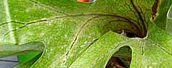 Care of the plant Platycerium bifurcatum or Elkhorn fern.