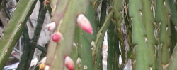 Cuidados de la planta Rhipsalis cruciformis o Ripsalis rojo.