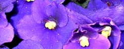 Cuidados de la planta Saintpaulia ionantha o Violeta africana.