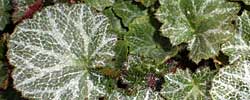 Cuidados de la planta Saxifraga stolonifera o Begonia fresa.