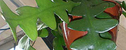 Care of the indoor plant Selenicereus anthonyanus or Fishbone cactus.
