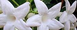 Care of the plant Stephanotis floribunda or Madagascar jasmine.