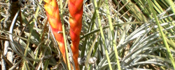 Cuidados de la planta Tillandsia fasciculata o Gallito.