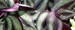 Care of the plant Tradescantia zebrina or Spiderwort.
