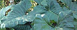 Cuidados de la planta Xanthosoma sagittifolium o Quequisque.