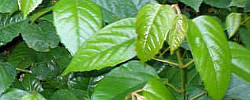 Care of the climbing plant Cissus antarctica or Kangaroo vine.
