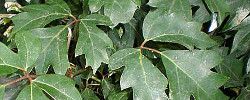 Care of the climbing plant Cissus rhombifolia or Grape Ivy.