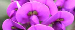 Cuidados de la planta trepadora Hardenbergia violacea o Hardenbergia violeta.