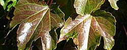 Care of the climbing plant Parthenocissus tricuspidata or Boston ivy.
