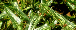 Cuidados de la planta trepadora Smilax aspera o Zarzaparrilla.