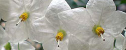 Care of the climbing plant Solanum jasminoides or Potato vine.
