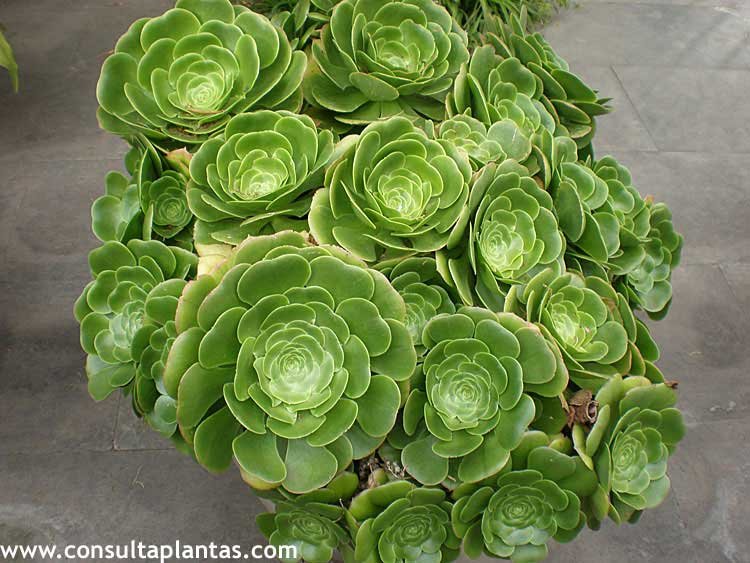 Aeonium