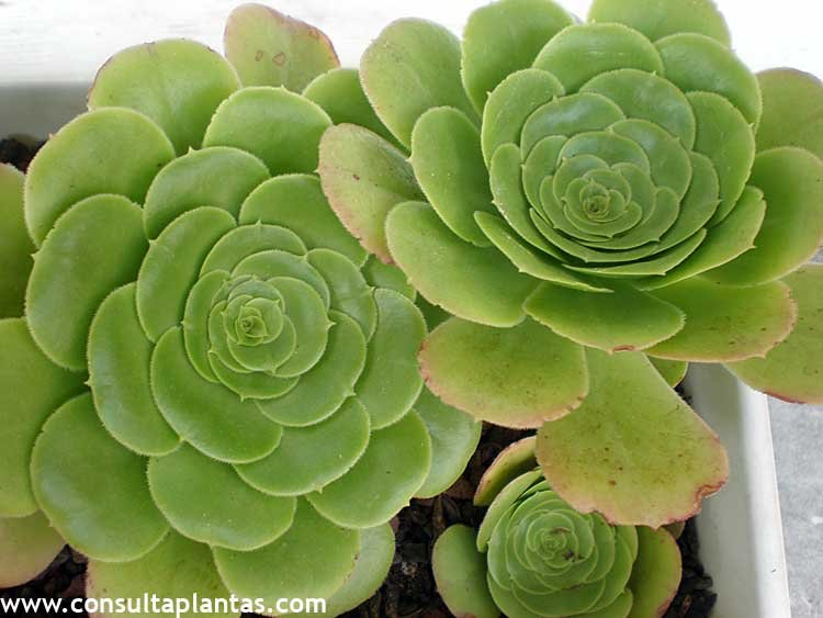Aeonium