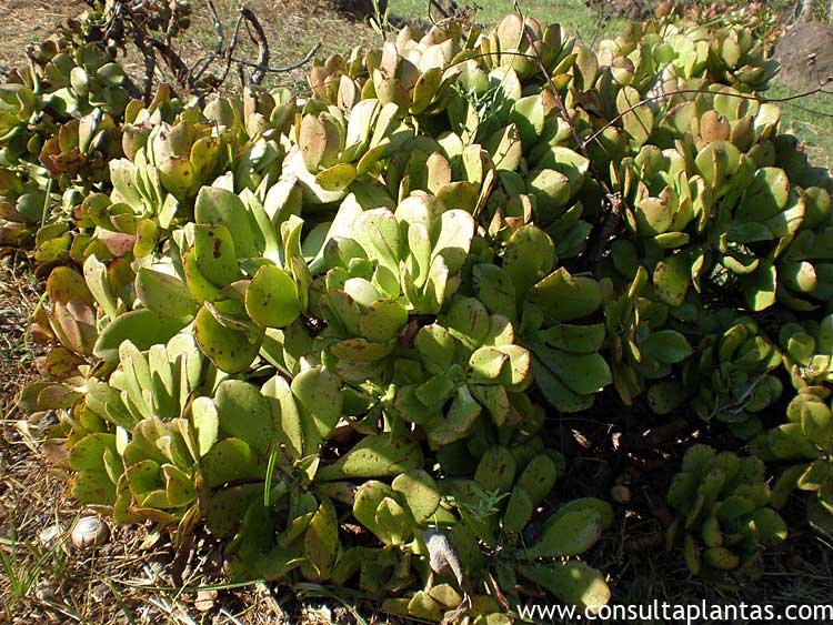 Aeonium glutinosum