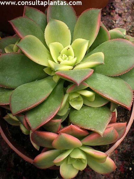 Aeonium haworthii cv kiwionium
