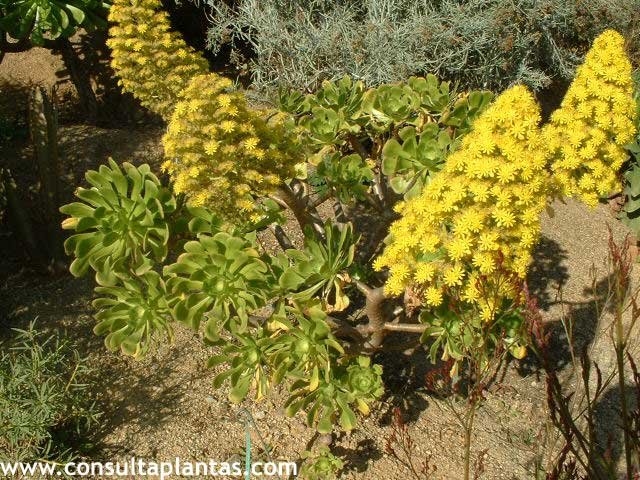 Aeonium manriqueorum