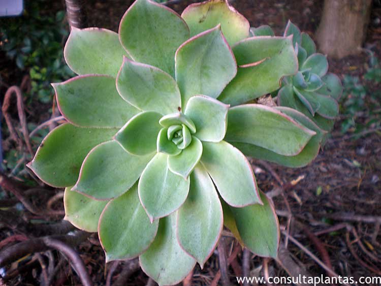Aeonium percarneum