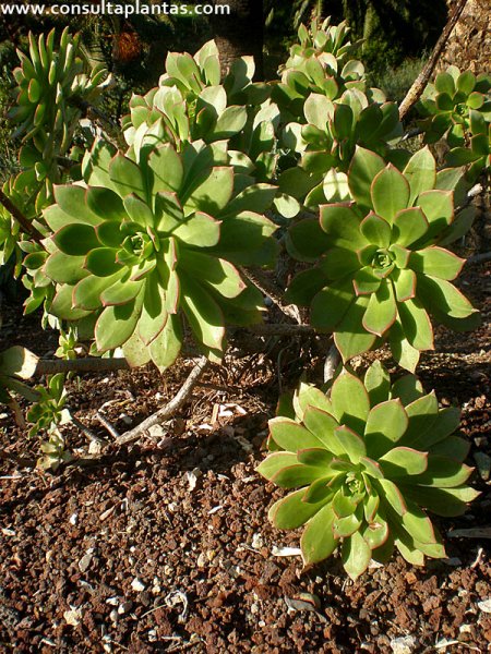 Aeonium percarneum