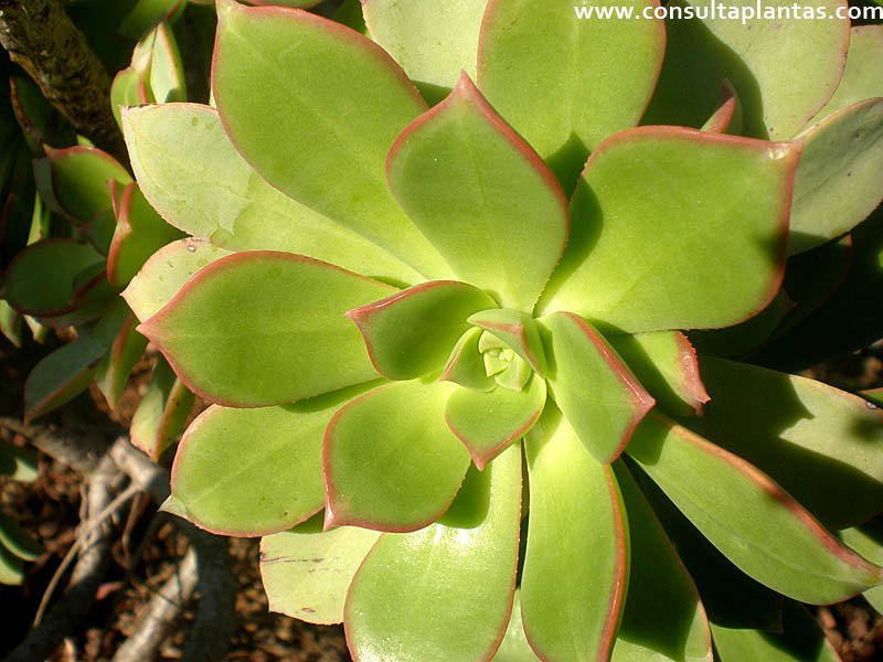 Aeonium percarneum