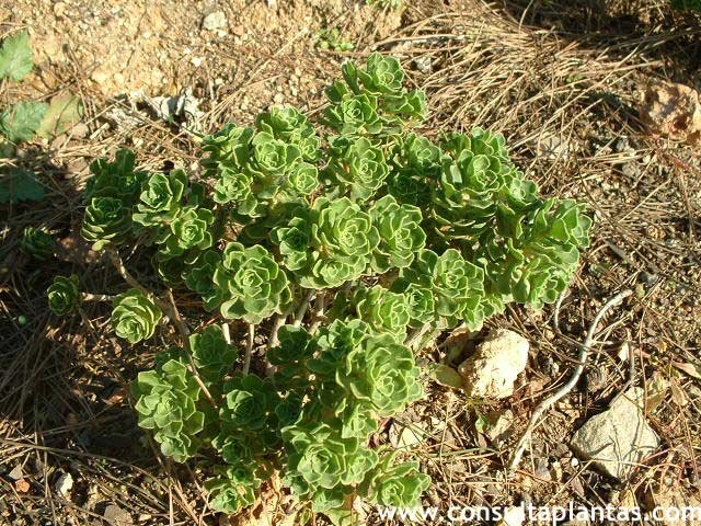 Aeonium spathulatum