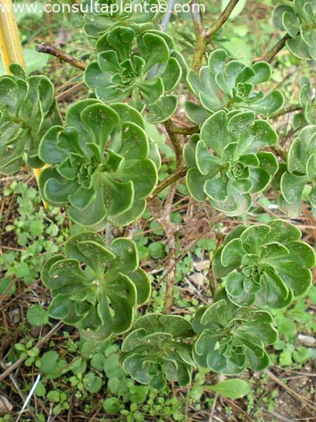 Aeonium spathulatum