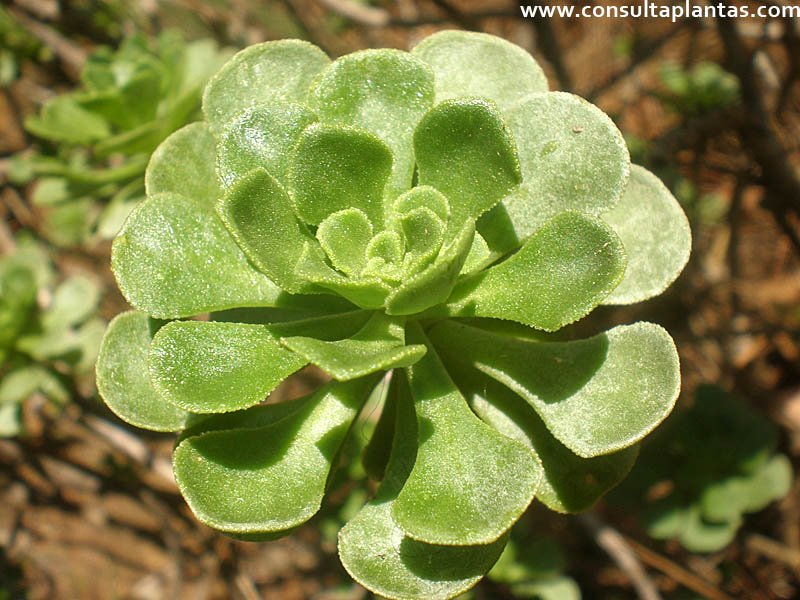Aeonium spathulatum