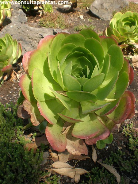 Aeonium undulatum