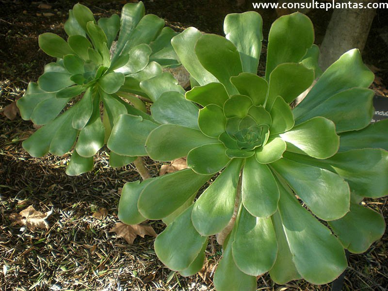 Aeonium undulatum