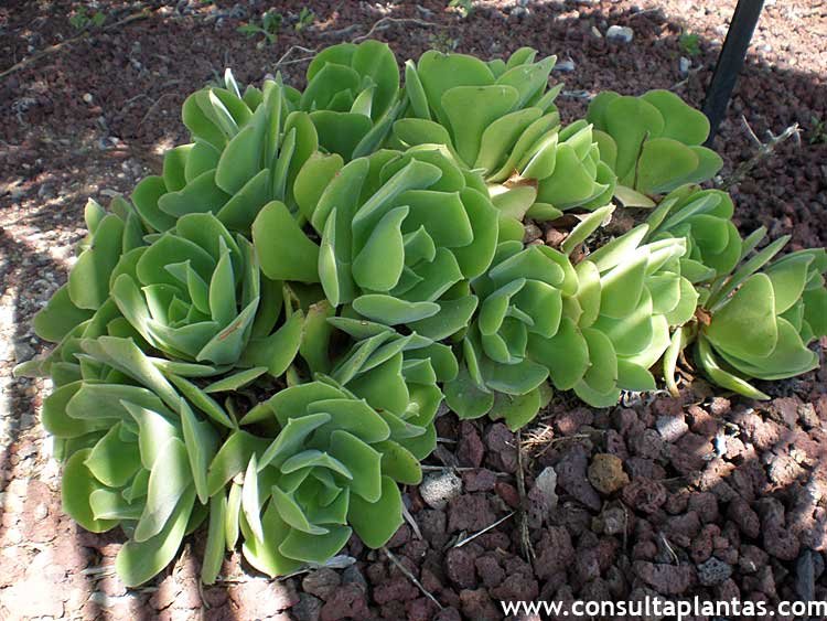 Aeonium virgineum