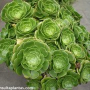 Aeonium