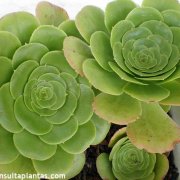 Aeonium