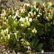 Aeonium glutinosum