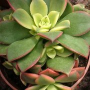 Aeonium kiwionum
