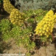 Aeonium manriqueorum