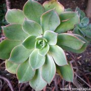 Aeonium percarneum