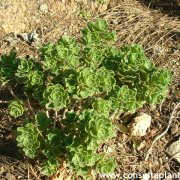 Aeonium spathulatum