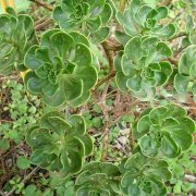 Aeonium spathulatum