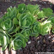 Aeonium virgineum