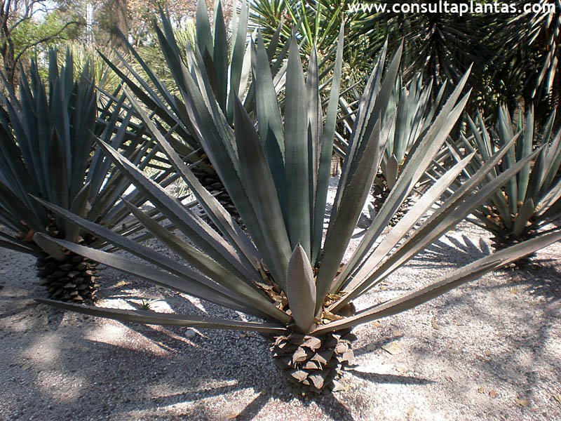 Consulta Plantas Fichas con cuidados de plantas.