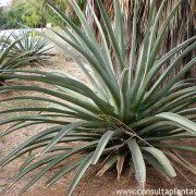 Agave deserti