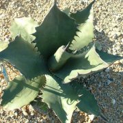 Agave ferox