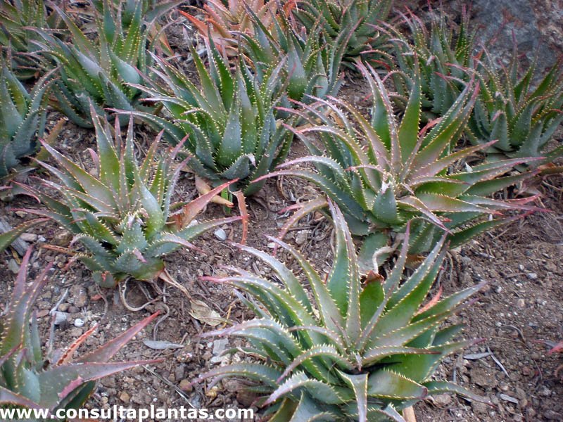 20 graines-Gold Tooth Spider Aloe ALOE SPINOSISSIMA