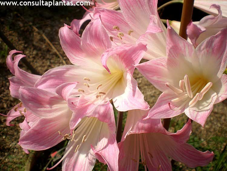 Amaryllis belladonna, Amarilis o Azucena rosa | Cuidados