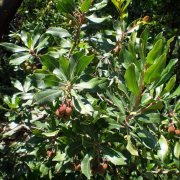 Arbutus unedo