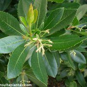 Arbutus unedo