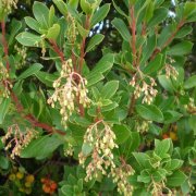 Arbutus unedo