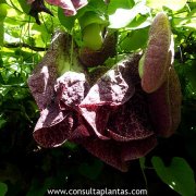 Aristolochia gigantea