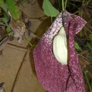 Aristolochia gigantea