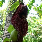 Aristolochia gigantea